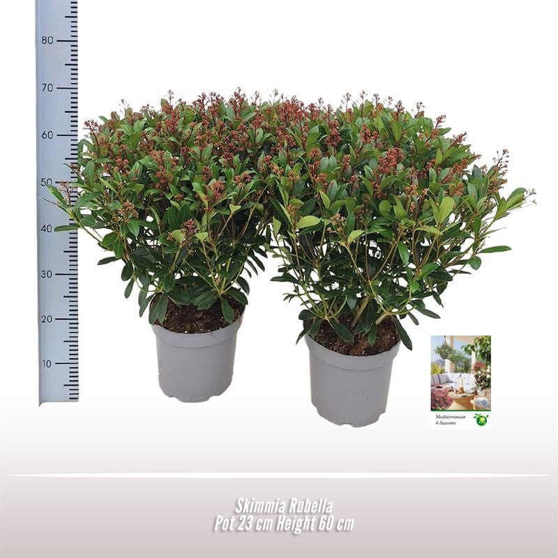 
                  
                    Skimmia japonica Rubella, format 60 cm en pot de culture de 23 cm — lot de 17 plantes
                  
                