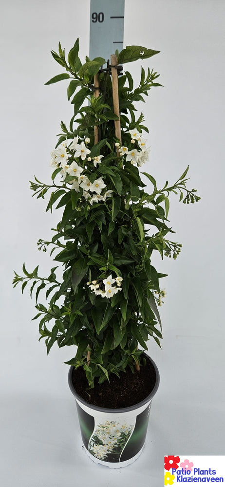 
                  
                    Solanum jasminoides
                  
                