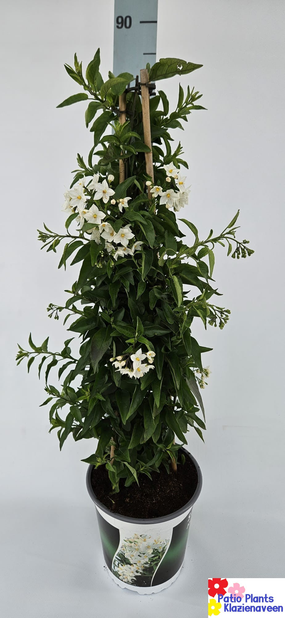 
                  
                    Solanum jasminoides
                  
                