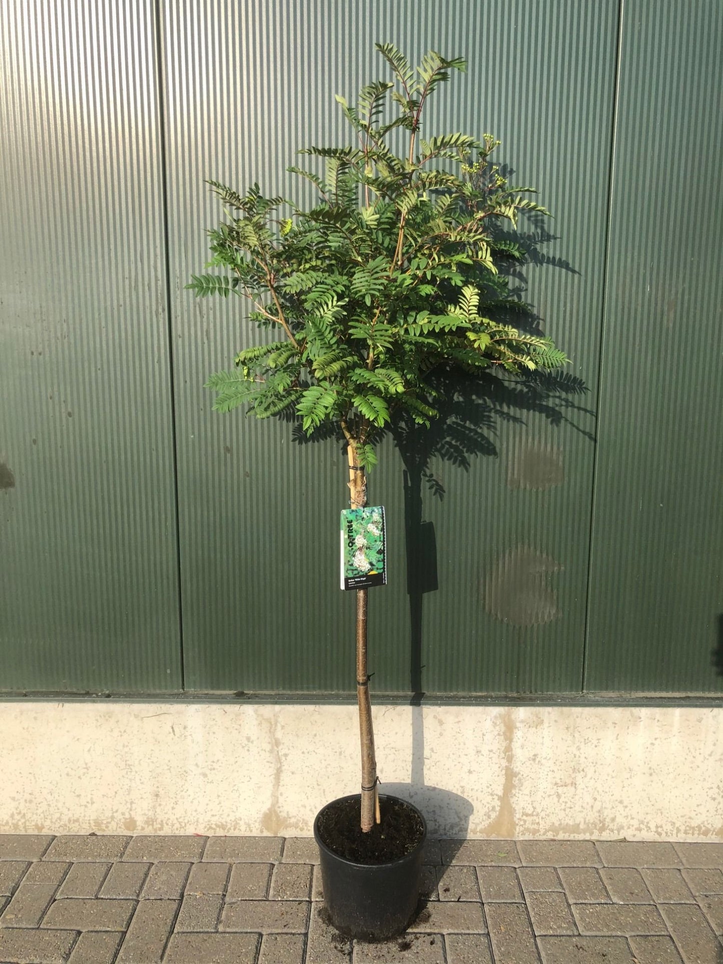 Sorbus ‘White Magic’, sujet en pot de culture — photo fournisseur de la référence F00012488