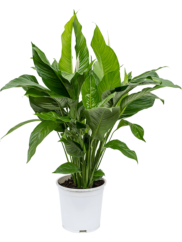 
                  
                    Spathiphyllum Sweet Lauretta, hauteur 100 cm en pot de culture de 24 cm
                  
                