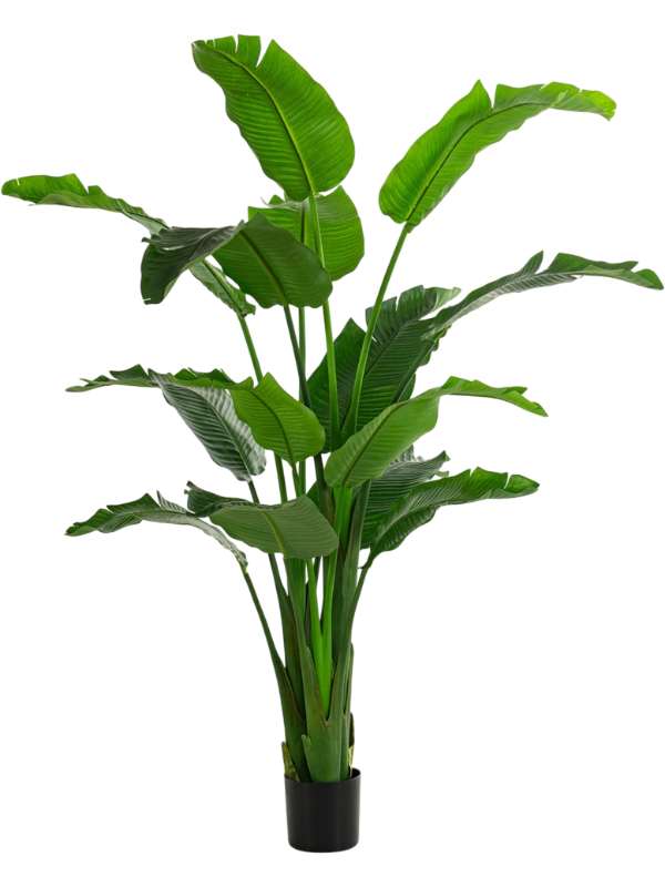 Strelitzia artificiel en arbre de 210 cm, grandes feuilles vertes et pot de base noir