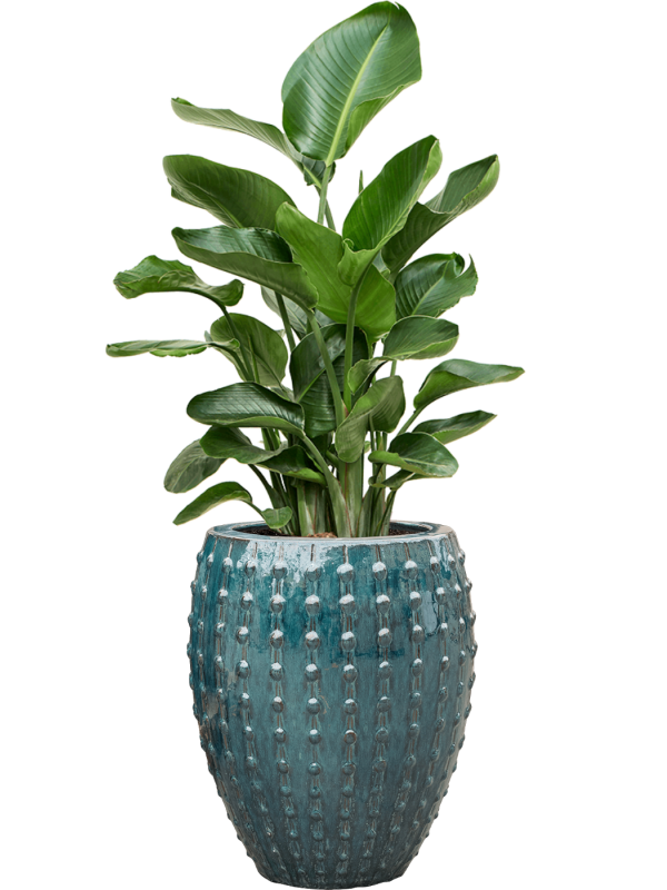 Strelitzia nicolai en pot Laos bleu, composition prête à installer