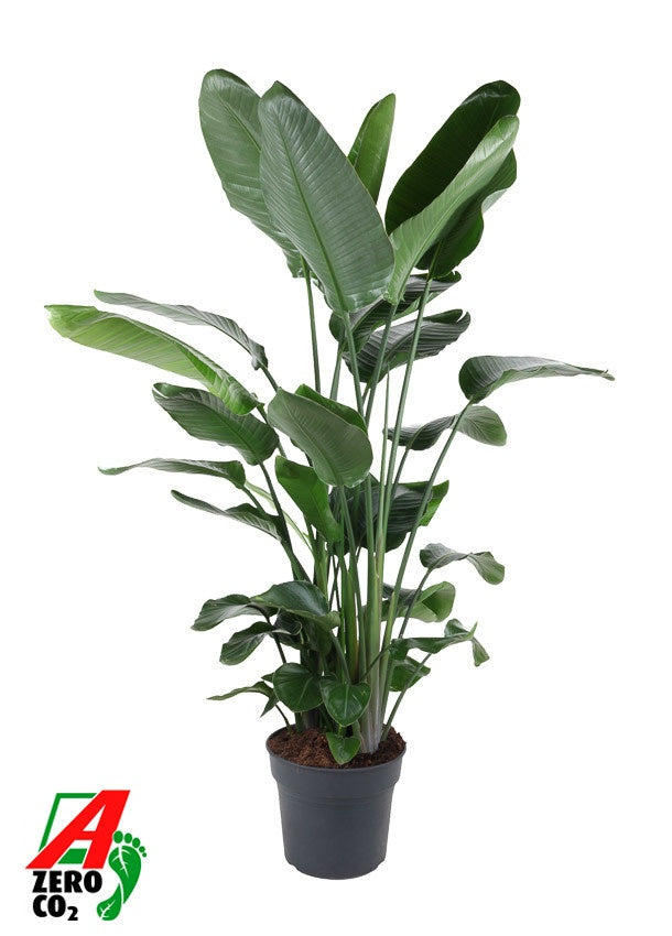 
                  
                    Strelitzia nicolai, hauteur 190 cm en pot de culture de 34 cm
                  
                