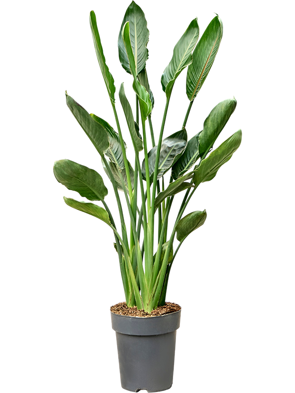 
                  
                    Strelitzia reginae — touffe en pot de culture, hauteur 125 cm
                  
                