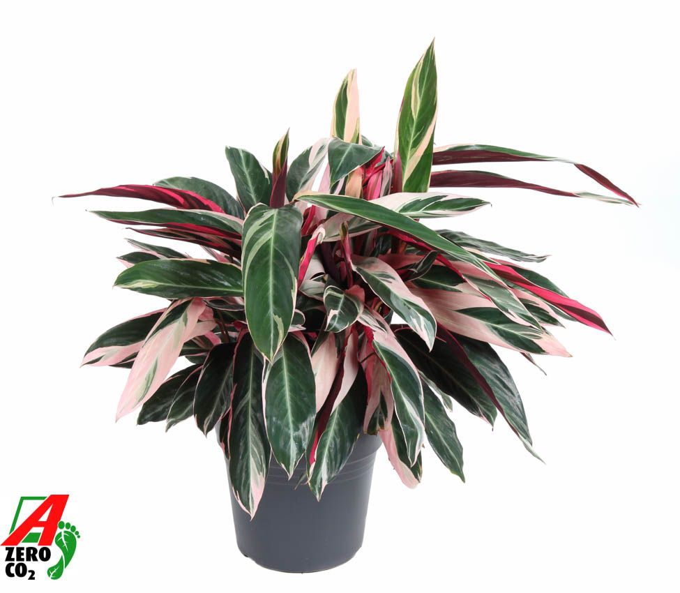 
                  
                    Stromanthe Triostar de 70 cm, feuillage vert crème et rose, pot de culture de 24 cm
                  
                