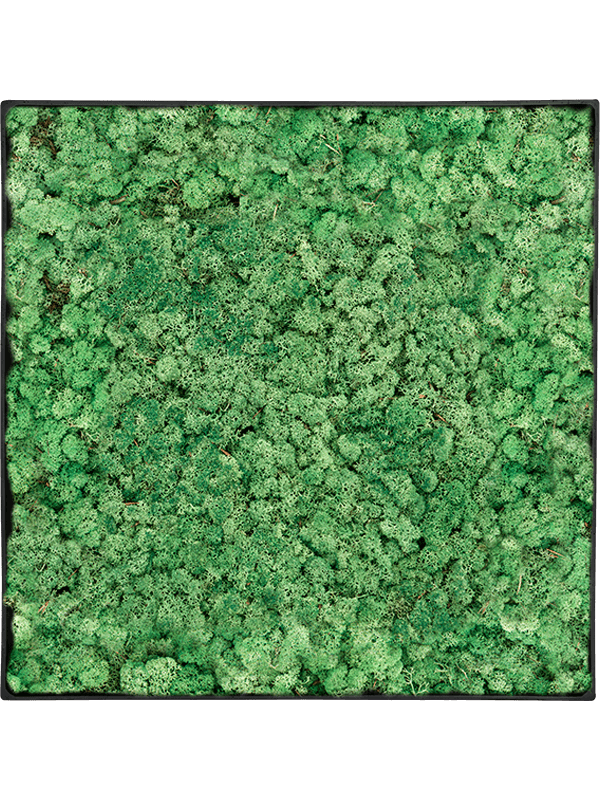 
                  
                    Tableau carré en lichen stabilisé vert herbe – Nova Frame, 50 × 50 cm, Anthracite-concrete — CMSS01245
                  
                