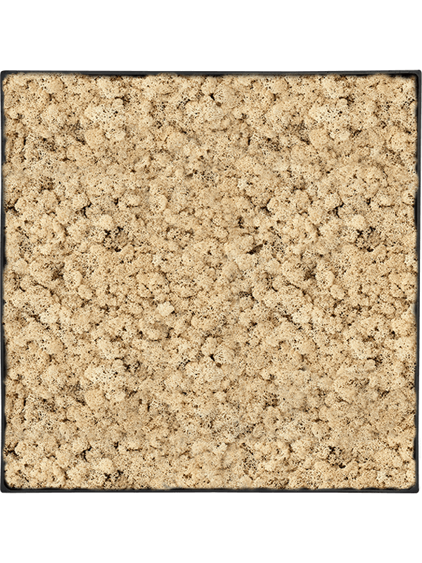 
                  
                    Tableau carré en lichen naturel stabilisé – Nova Frame, 50 × 50 cm, Anthracite-concrete — CMSS01247
                  
                