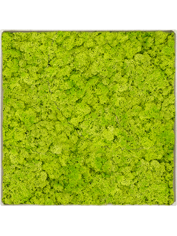 
                  
                    Tableau carré en lichen stabilisé vert printemps – Nova Frame, 50 × 50 cm, Antique-concrete — CMSS01253
                  
                