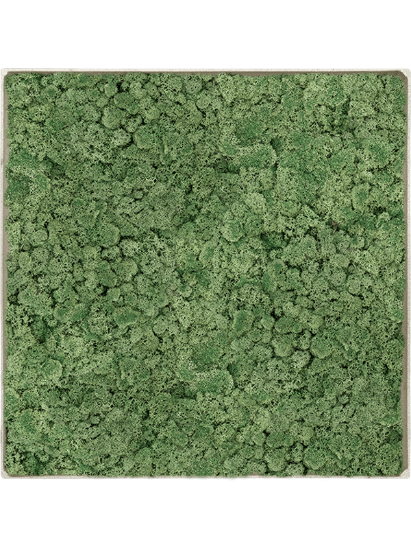 
                  
                    Tableau carré en lichen stabilisé vert mousse – Nova Frame, 50 × 50 cm, Antique White-concrete — CMSS01254
                  
                