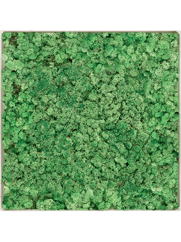 
                  
                    Tableau carré en lichen stabilisé vert herbe – Nova Frame, 50 × 50 cm, Antique White-concrete — CMSS01255
                  
                