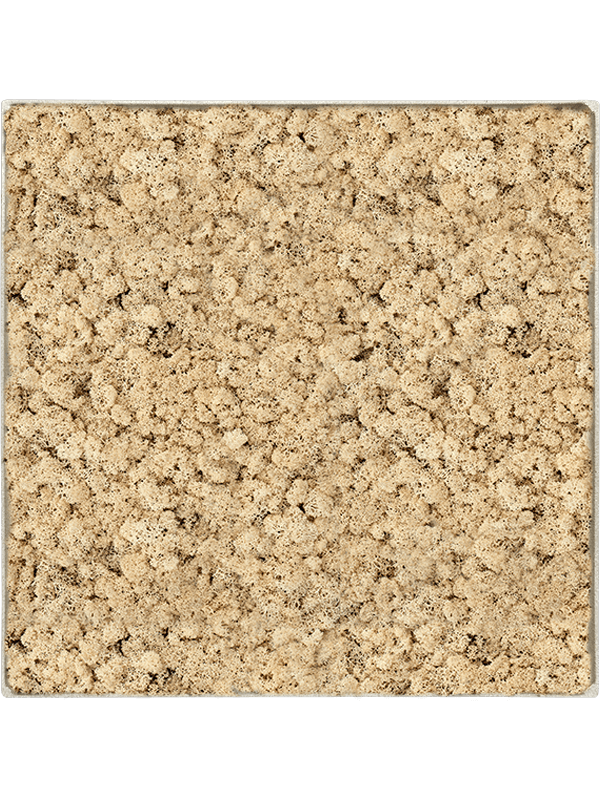 
                  
                    Tableau carré en lichen naturel stabilisé – Nova Frame, 50 × 50 cm, Antique White-concrete — CMSS01257
                  
                