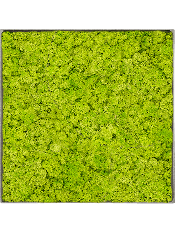 
                  
                    Tableau carré en lichen stabilisé vert printemps – Nova Frame, 50 × 50 cm, Natural-concrete — CMSS01263
                  
                