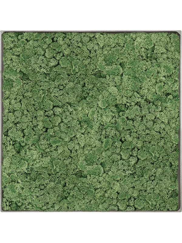 
                  
                    Tableau carré en lichen stabilisé vert mousse – Nova Frame, 50 × 50 cm, Natural-concrete — CMSS01264
                  
                