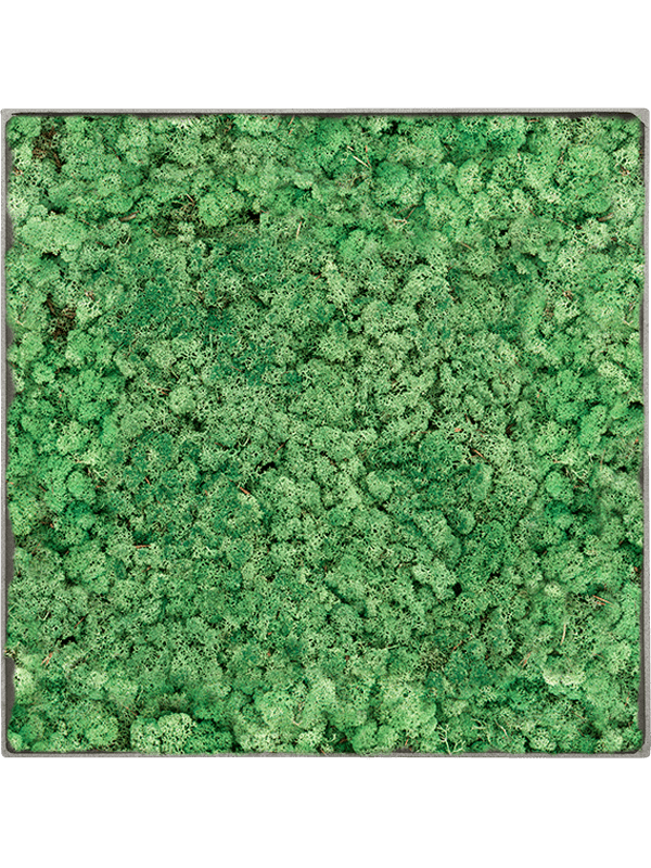 
                  
                    Tableau carré en lichen stabilisé vert herbe – Nova Frame, 50 × 50 cm, Natural-concrete — CMSS01265
                  
                
