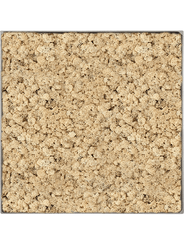 
                  
                    Tableau carré en lichen naturel stabilisé – Nova Frame, 50 × 50 cm, Natural-concrete — CMSS01267
                  
                