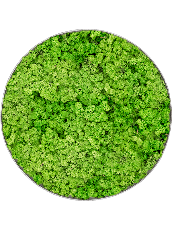 
                  
                    Tableau rond en lichen vert herbe clair stabilisé Nova Frame, 40 cm, finition Natural-concrete — CMSS00838
                  
                