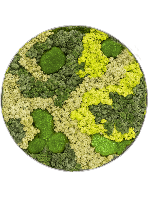 
                  
                    Tableau rond en mousse boule et lichen stabilisé Nova Frame, 50 cm, finition Natural-concrete — CMSS00849
                  
                