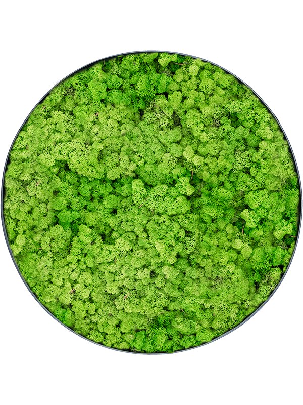 
                  
                    Tableau rond en lichen vert herbe clair stabilisé Nova Frame, 40 cm, finition Anthracite-concrete — CMSS00858
                  
                