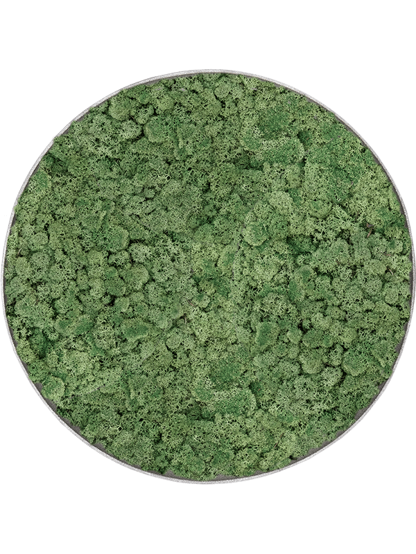 
                  
                    Tableau rond en lichen stabilisé vert mousse Nova Frame 50 cm, finition Natural-concrete — CMSS00844
                  
                