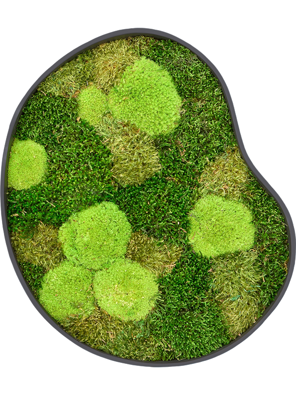
                  
                    Tableau en mousse naturelle stabilisée Organic Frame n°1, finition Earth, 50 × 43 cm
                  
                