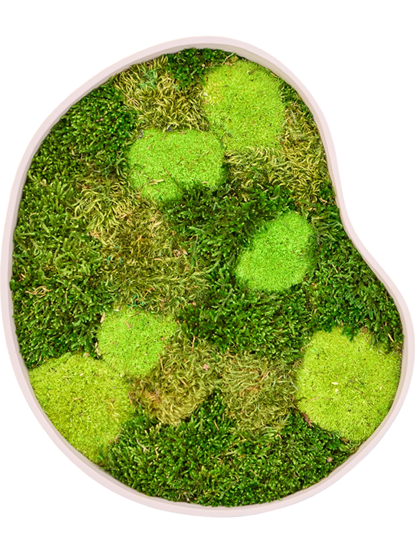 
                  
                    Tableau de mousse naturelle stabilisée Organic Frame n°1, finition Sand, 40 × 35 cm
                  
                