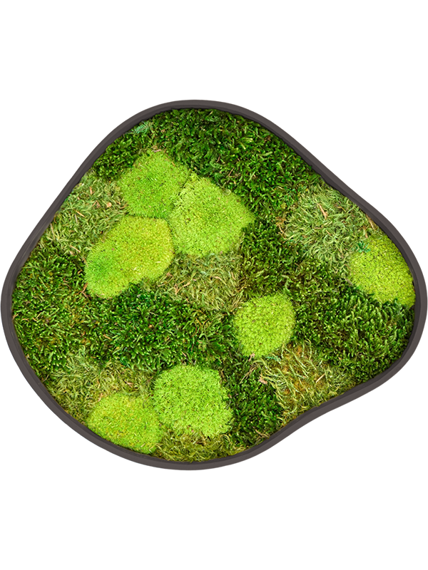
                  
                    Tableau de mousse naturelle stabilisée Organic Frame n°2, finition Earth, 40 × 35 cm
                  
                