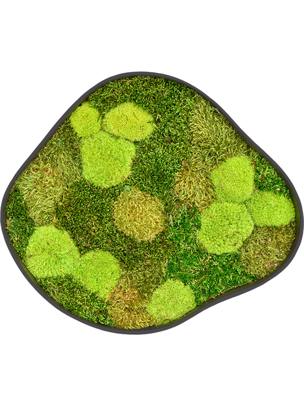 
                  
                    Tableau de mousse naturelle stabilisée Organic Frame n°2, finition Earth, 50 × 43 cm
                  
                