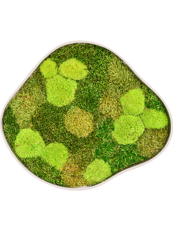 
                  
                    Tableau de mousse naturelle stabilisée Organic Frame n°2, finition Sand, 50 × 43 cm
                  
                