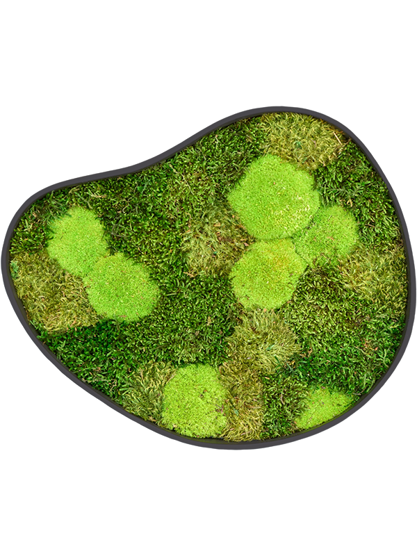 
                  
                    Tableau de mousse naturelle stabilisée Organic Frame n°3, finition Earth, 50 × 43 cm
                  
                