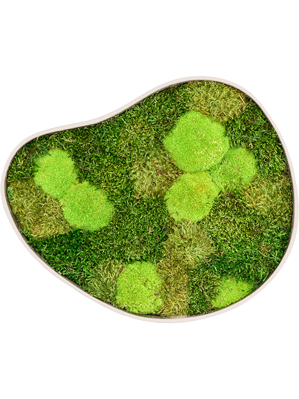 
                  
                    Tableau de mousse naturelle stabilisée Organic Frame n°3, finition Sand, 50 × 43 cm
                  
                