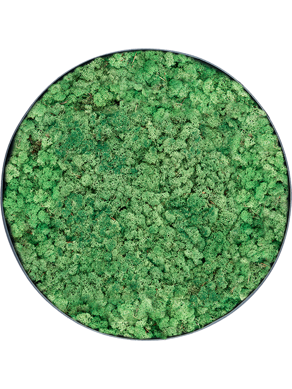 
                  
                    Tableau rond en lichen stabilisé vert herbe Nova Frame, finition Anthracite-concrete
                  
                