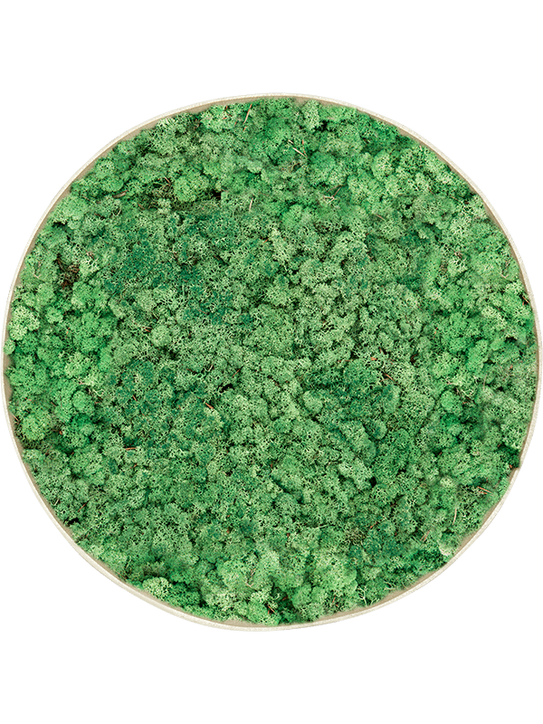 
                  
                    Tableau rond en lichen stabilisé vert herbe Nova Frame, finition Antique White-concrete
                  
                