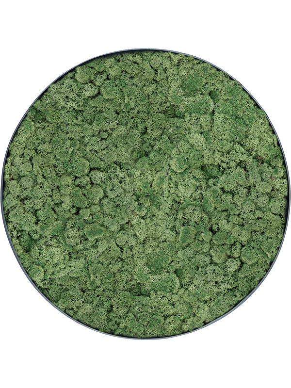 
                  
                    Tableau rond en lichen stabilisé vert mousse Nova Frame, finition Anthracite-concrete
                  
                