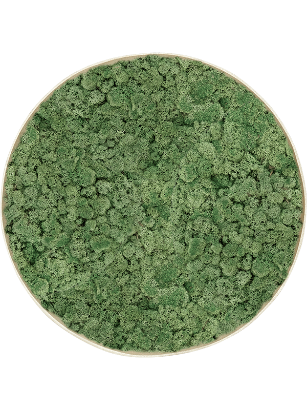 
                  
                    Tableau rond en lichen stabilisé vert mousse Nova Frame, finition Antique White-concrete
                  
                