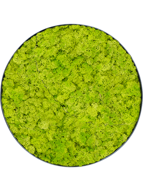 
                  
                    Tableau rond en lichen stabilisé vert printemps Nova Frame, finition Anthracite-concrete
                  
                