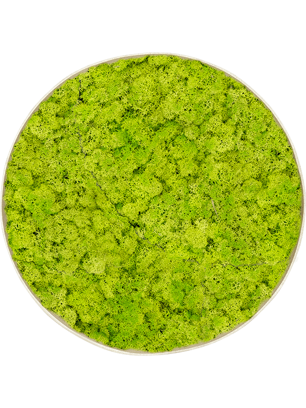 
                  
                    Tableau rond en lichen stabilisé vert printemps Nova Frame, finition Antique White-concrete
                  
                