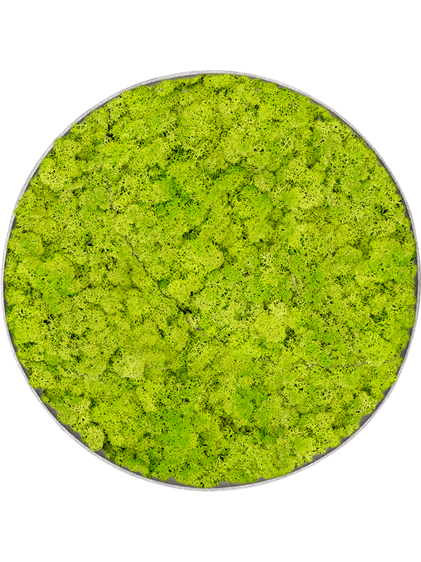 
                  
                    Tableau rond en lichen stabilisé vert printemps Nova Frame, finition Natural-concrete
                  
                