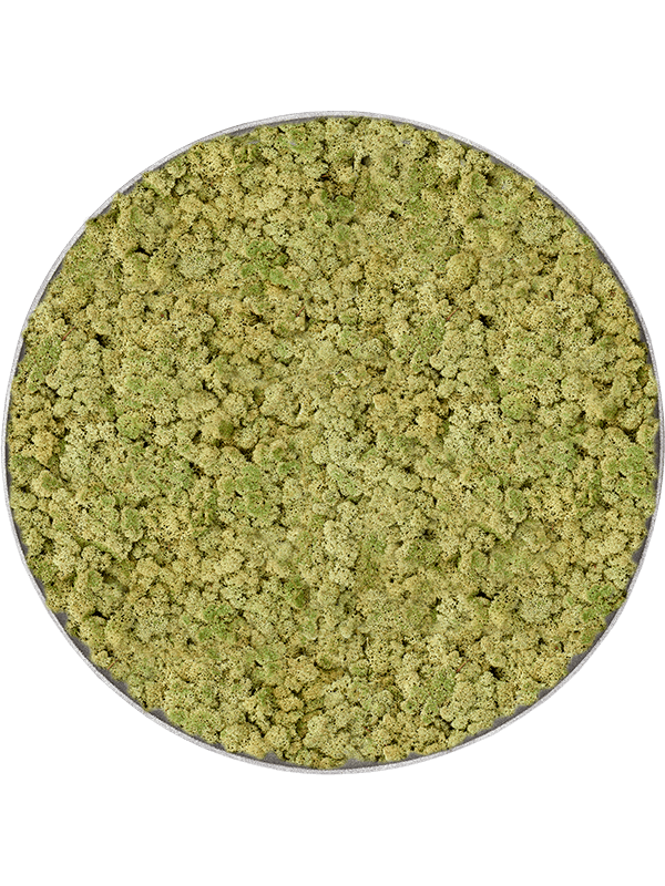 
                  
                    Tableau rond en lichen vieux vert stabilisé Nova Frame – finition naturel gris
                  
                