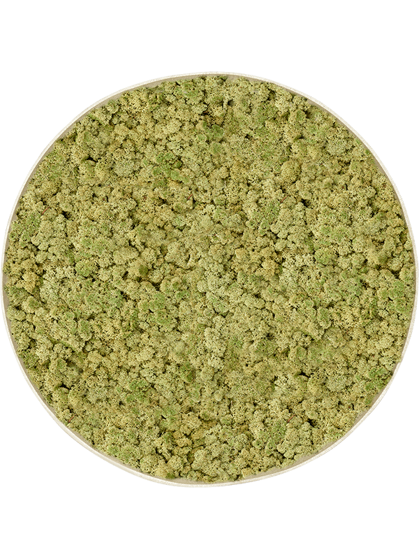 
                  
                    Tableau rond en lichen vieux vert stabilisé Nova Frame – finition blanc antique
                  
                