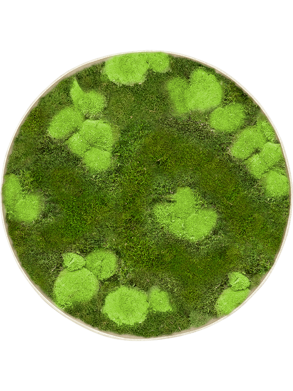 
                  
                    Tableau rond en mousse boule et plate stabilisées Nova Frame, finition Antique White-concrete
                  
                