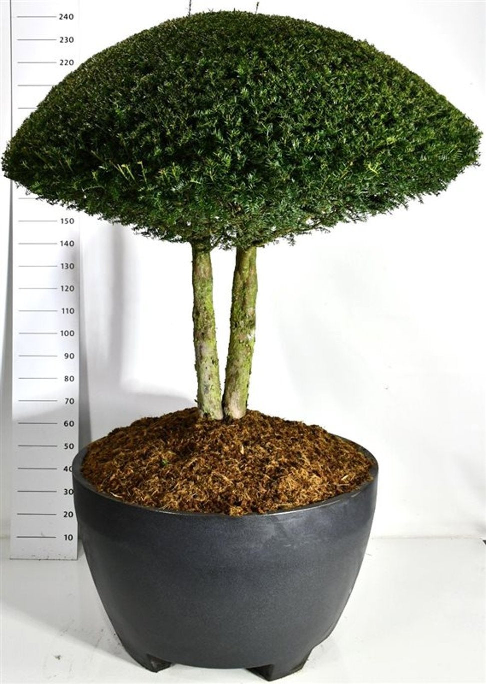 Taxus baccata en bonsaï de jardin, couronne arrondie sur deux troncs, hauteur 240 cm