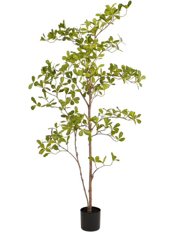 Terminalia artificiel au feuillage vert aérien et au branchage fin, dans son pot de base noir