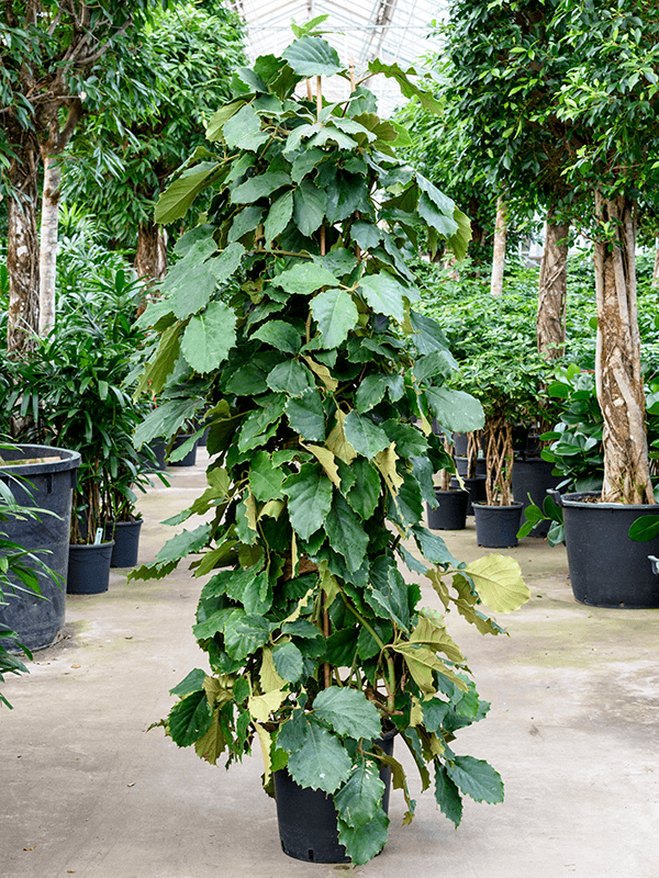 
                  
                    Tetrastigma voinierianum en colonne de 220 cm, photographié en pépinière dans son pot de culture
                  
                