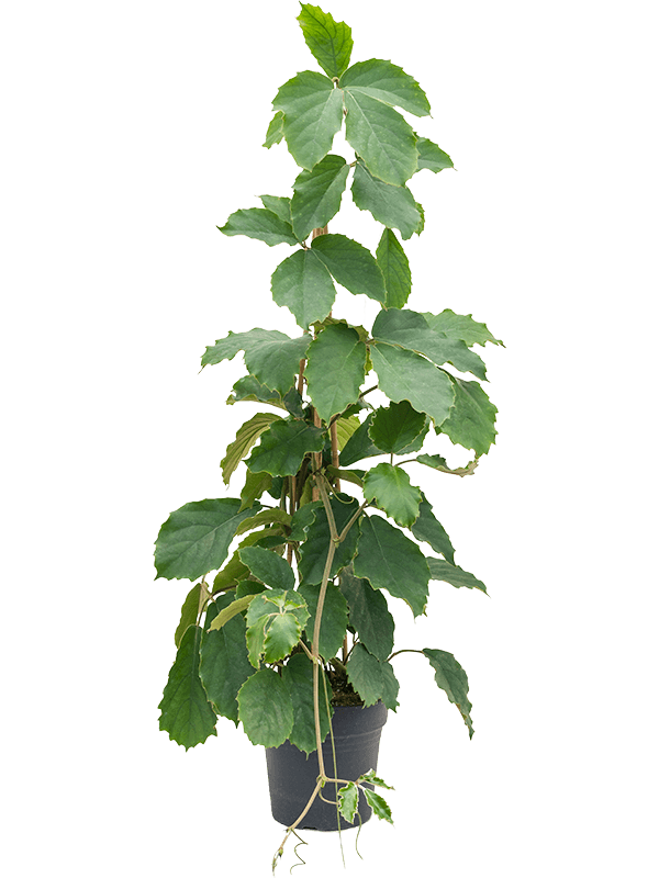 
                  
                    Tetrastigma voinierianum en pyramide de 125 cm, pot de culture de 24 cm
                  
                