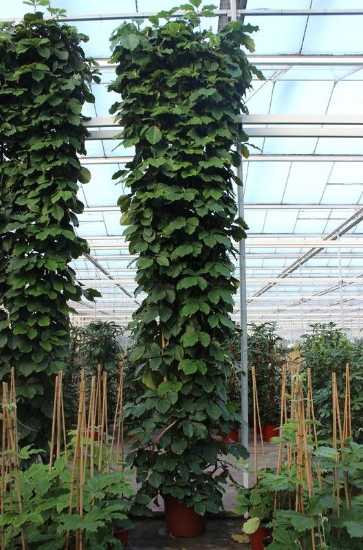 
                  
                    Tetrastigma voinierianum de 500 cm en pot de culture de 50 cm, grand sujet grimpant au feuillage vert
                  
                