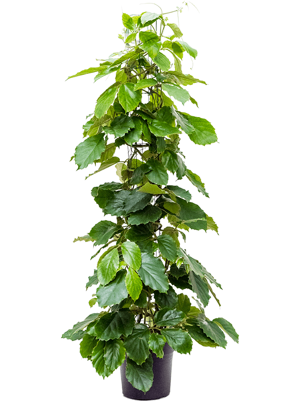 
                  
                    Tetrastigma voinierianum en colonne, 150 cm, pot Ø 27 cm, fond blanc
                  
                