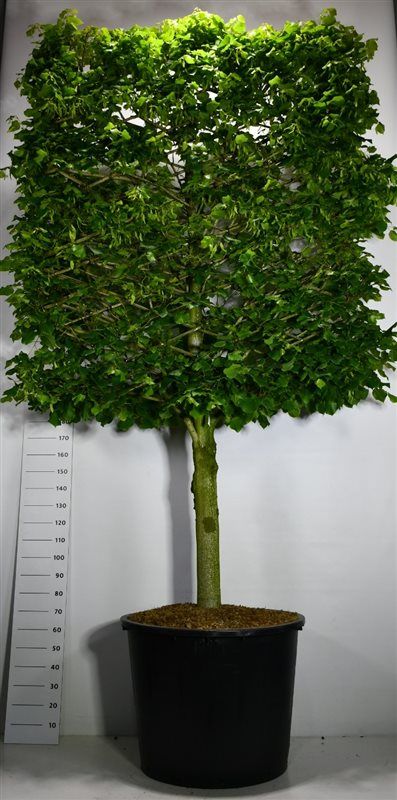 Tilia platyphyllos, couronne taillée sur tige — photo fournisseur de la référence F00006018
