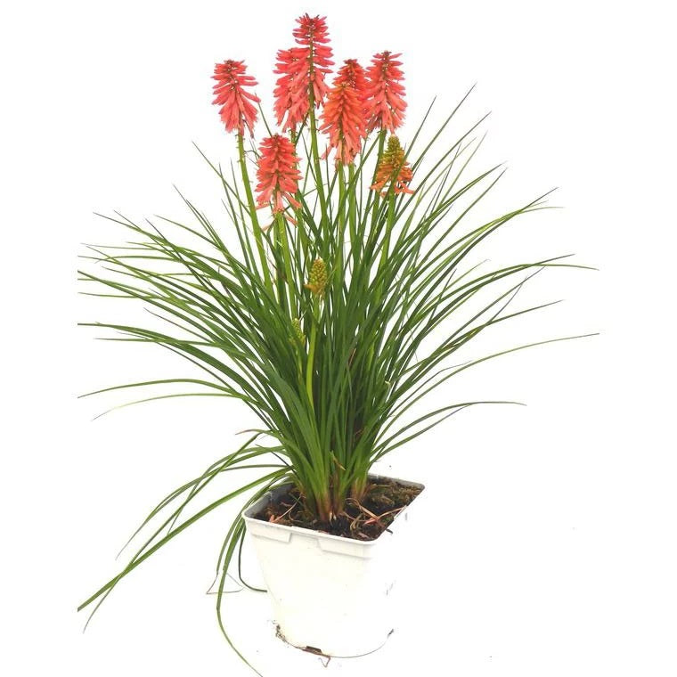 Tritoma Kniphofia