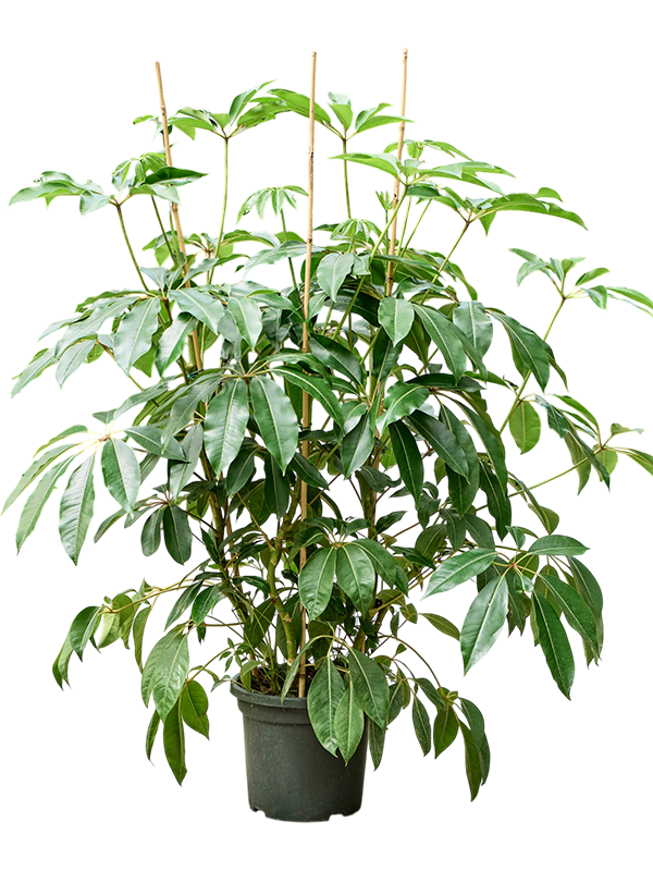 Tupidanthus calyptratus en touffe, hauteur 180 cm, pot de culture de 35 cm
